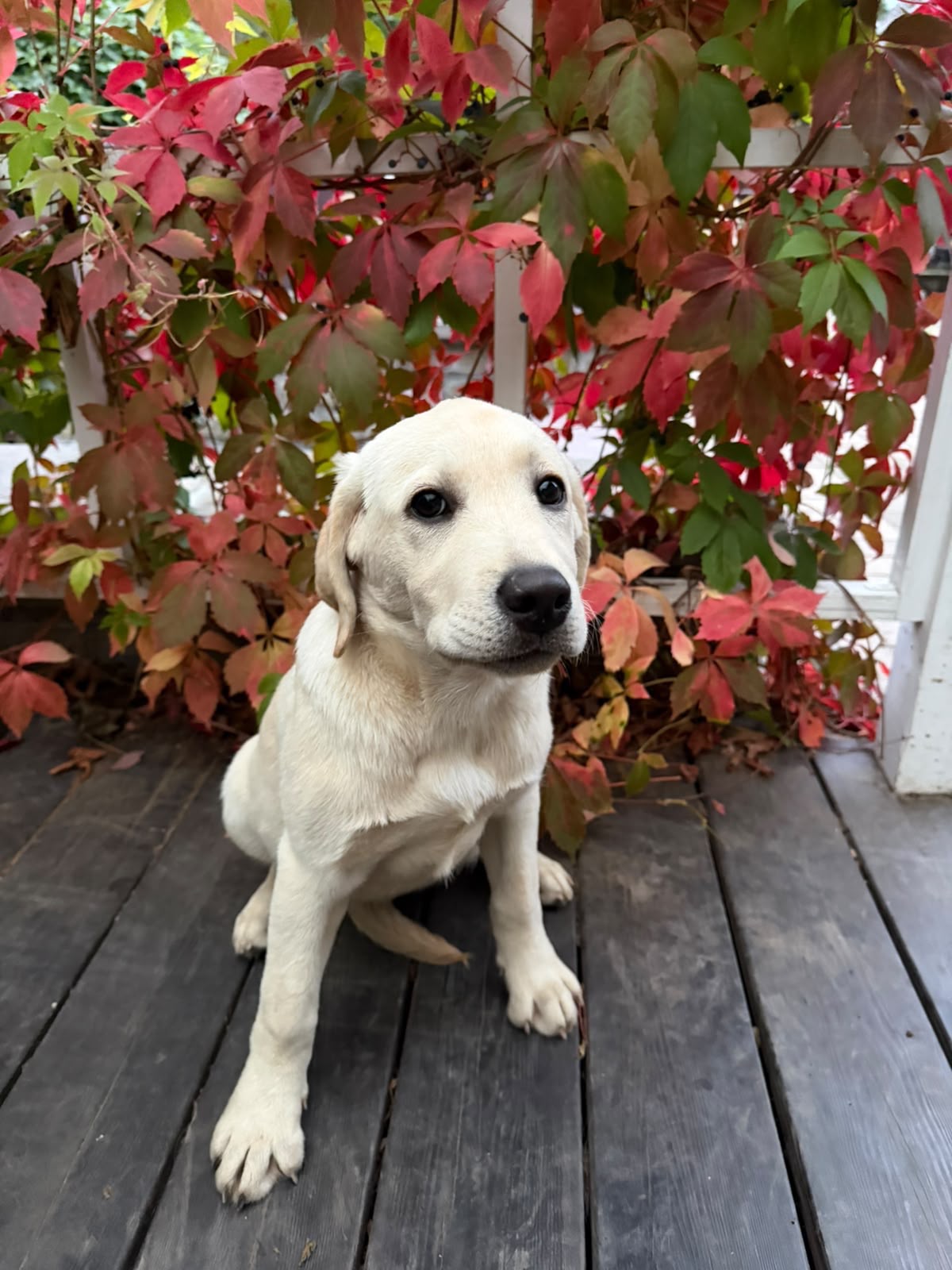 Avrora sitting on a wooden terrace against autumn leaves
